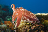 Indonesia, Cuttlefish (Sepia Latimanus); Komodo PosterPrint - Item # VARDPI1973733
