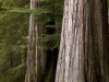http://c328301.r1.cf1.rackcdn.com/DPI1831527LARGE.jpg