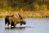 A Large Bull Moose Wades Through A Permafrost Pond In Denali National Park Near Wonder Lake, Interior Alaska, Fall PosterPrint - Item # VARDPI2139380
