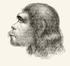 Head Of A Neanderthal Man. Illustration From A 19Th Century Reconstruction. From Nuestro Siglo, Published Barcelona 1883. PosterPrint - Item # VARDPI1877581