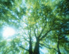 Selective focus trees in forest Poster Print by Panoramic Images (16 x 13) - Item # PPI118206