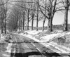 treelined road in winter Poster Print - Item # VARSAL255418201