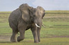African elephant (Loxodonta Africana) running in a field  Ngorongoro Crater  Arusha Region  Tanzania Poster Print by Panoramic Images (16 x 11) - Item # PPI95817