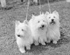 Three West Highland White Terriers side by side Poster Print - Item # VARSAL255423434