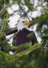 A Bald Eagle PosterPrint - Item # VARDPI1767023