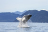 A Humpback Whale Breaches As It Leaps From The Calm Waters Of Stephens Passage Near Tracy Arm In Alaska's Inside Passage. Admiralty Island's Forested Shoreline Beyond, Tongass Forest. PosterPrint - Item # VARDPI2332262