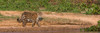 Jaguar walking in a forest at riverside, Cuiaba River, Pantanal Matogrossense National Park, Pantanal Wetlands, Brazil Poster Print - Item # VARPPI167628