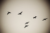 Lake Of The Woods, Ontario, Canada; Birds Silhouetted Against The Sky PosterPrint - Item # VARDPI1837777