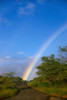 Hawaii, Big Island, North Kohala, Rainbow, Old Road, Kiawe Trees B1469 PosterPrint - Item # VARDPI1998700