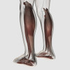 Male muscle anatomy of the human legs, anterior view Poster Print - Item # VARPSTSTK700521H