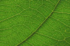 Close-Up Detail Of Leaf With Vein Patterns Beautiful Texture PosterPrint - Item # VARDPI1990737