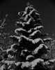 USA  Washington State  tree covered with snow Poster Print - Item # VARSAL255422243
