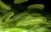 Microscopic view of bacteria Poster Print - Item # VARPSTSTK700020H