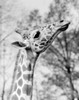 Head of giraffe Poster Print - Item # VARSAL255421513