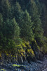Spruce Tree Forest, Chiniak Bay, Kodiak Island, Southwest Alaska, Fall PosterPrint - Item # VARDPI2163877
