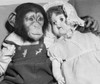 Close-up of a young chimpanzee with a doll Poster Print - Item # VARSAL9901560A