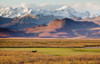 Scenic View Of The Alaska Range Along The Maclaren River Valley With A Moose In The Foreground, Southcentral Alaska, Autumn PosterPrint - Item # VARDPI2095900