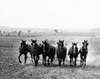 Farmer plowing a field with a group of horses  Pennsylvania  USA Poster Print - Item # VARSAL25524848