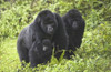 Mountain gorillas (Gorilla beringei beringei) with baby  Rwanda Poster Print by Panoramic Images (16 x 11) - Item # PPI139288