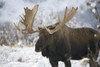 Bull moose (alces alces) in the chugach mountains;Alaska, united states of america PosterPrint - Item # VARDPI2326688