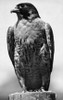 Falcon perching on a tree stump Poster Print - Item # VARSAL9901473