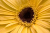 Close Up, Gerbera Daisy PosterPrint