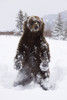Captive: Grizzly Stands On Hind Feet During Winter At The Alaska Wildlife Conservation Center, Southcentral Alaska PosterPrint - Item # VARDPI2093931