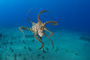 USA, Day Octopus (Octopus Cyanea); Hawaii PosterPrint - Item # VARDPI1978226