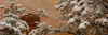 Snow covered branches of Ponderosa Pine tree, Zion National Park, Utah, USA Poster Print - Item # VARPPI167591