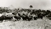 American Bison Poster Print - Item # VARSAL25527447