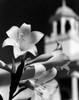 Close up of Easter Lilies blooming with clock tower in background Poster Print - Item # VARSAL25536085