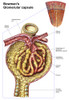 Anatomy of bowman's glomerular capsule Poster Print - Item # VARPSTSTK700821H