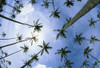 Hawaii, Palm Trees Seen From Below, Cloudy Blue Sky. PosterPrint - Item # VARDPI1991908