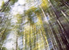 Sunlight in Bamboo Forest Poster Print by Panoramic Images (36 x 27) - Item # PPI137038