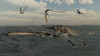 Tylosaurus attacks a Styxosaurus in Cetaceous waters Poster Print - Item # VARPSTADR600047P