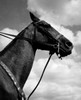 Side profile of a horse Poster Print - Item # VARSAL25532288