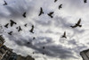 Silhouetted flock of birds flying against a cloudy sky; Thessaloniki, Greece PosterPrint - Item # VARDPI12286749