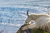 Close Up Of A Female Mountain Goat Lying On A Hillside With Exit Glacier In The Background, Southcentral Alaska, Summer PosterPrint - Item # VARDPI2332018