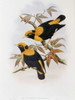 Robertson's Starling John Gould Poster Print - Item # VARSAL900140755