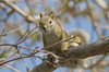 A squirrel in a tree;Edmonton alberta canada PosterPrint - Item # VARDPI2216220