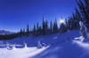 Winter Scene PosterPrint - Item # VARDPI10342