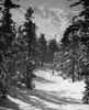 Ski tracks on a snow covered landscape  Mount Washington  New Hampshire  USA Poster Print - Item # VARSAL25540061
