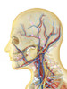 Human face and neck area with internal throat parts, nervous system, lymphatic system and circulatory system Poster Print - Item # VARPSTSTK701099H