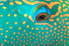Australia, Extreme Close-Up Eye Of Bicolor Parrotfish (Cetoscarus Bicolor) PosterPrint - Item # VARDPI2003389