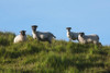 Sheep on Dingle Peninsula; County Kerry, Ireland PosterPrint - Item # VARDPI2429600