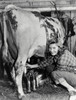 Portrait of a young woman milking a cow with a milking machine Poster Print - Item # VARSAL9901323