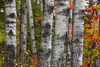 Aspen Trees Surrounded By Colourful Autumn Leaves In Algonquin Provincial Park; Ontario Canada PosterPrint - Item # VARDPI2076079