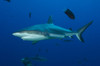 Gray reef shark, Fathers reef, Kimbe Bay, Papua New Guinea Poster Print - Item # VARPSTSJN400002U