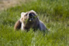 Brown Bear Eating Sedge Grass In The Kaguyak Area Of Katmai National Park, Alaska PosterPrint - Item # VARDPI2150590