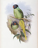 Slaty-headed Parakeet John Gould Poster Print - Item # VARSAL900139708